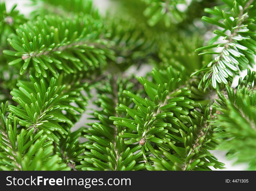 Pine brunches isolated on a white background