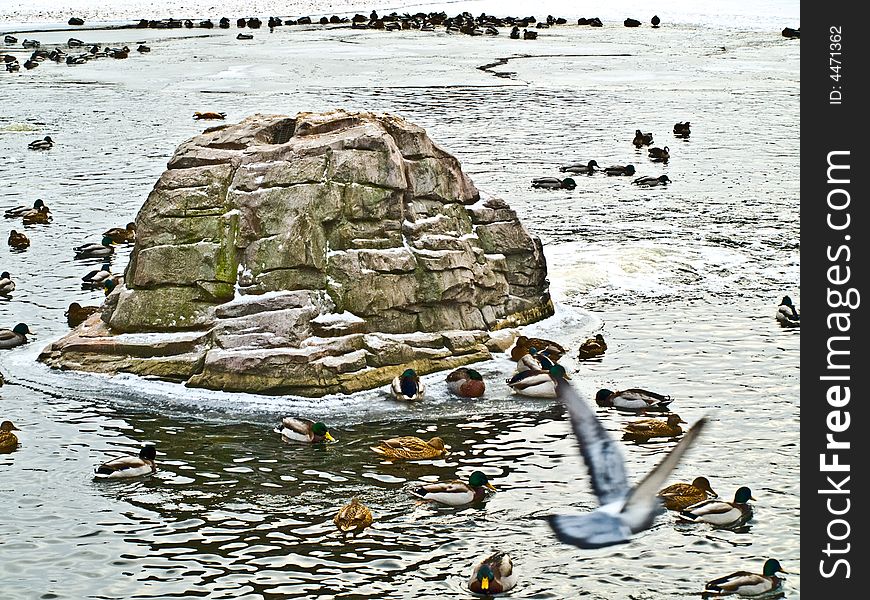 Winter lake and big birds colony