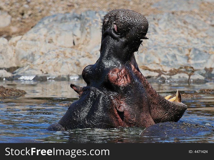 Hippo ywaning in the hippo pool at serengeti. Hippo ywaning in the hippo pool at serengeti