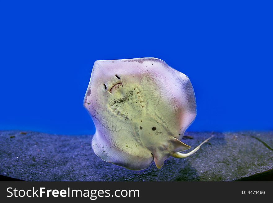 Photograph of underwater stingray attached to the glass. Photograph of underwater stingray attached to the glass