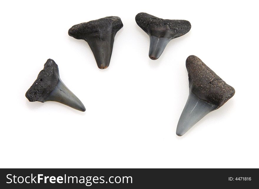 Prehistoric times old sharks teeth from the depths of the ocean. Prehistoric times old sharks teeth from the depths of the ocean