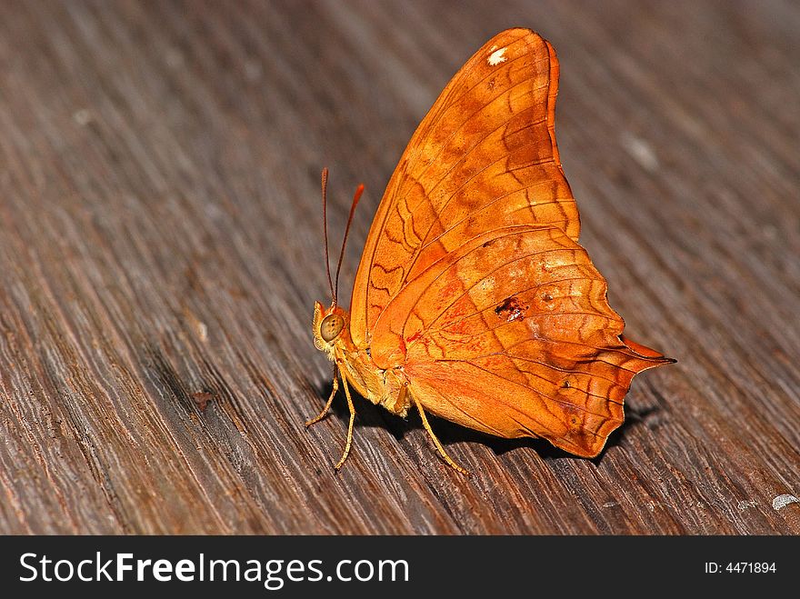 Colorful butterfly in the gardens