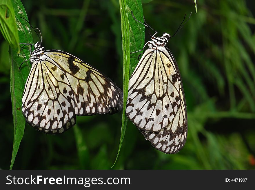 Nymph butterfly