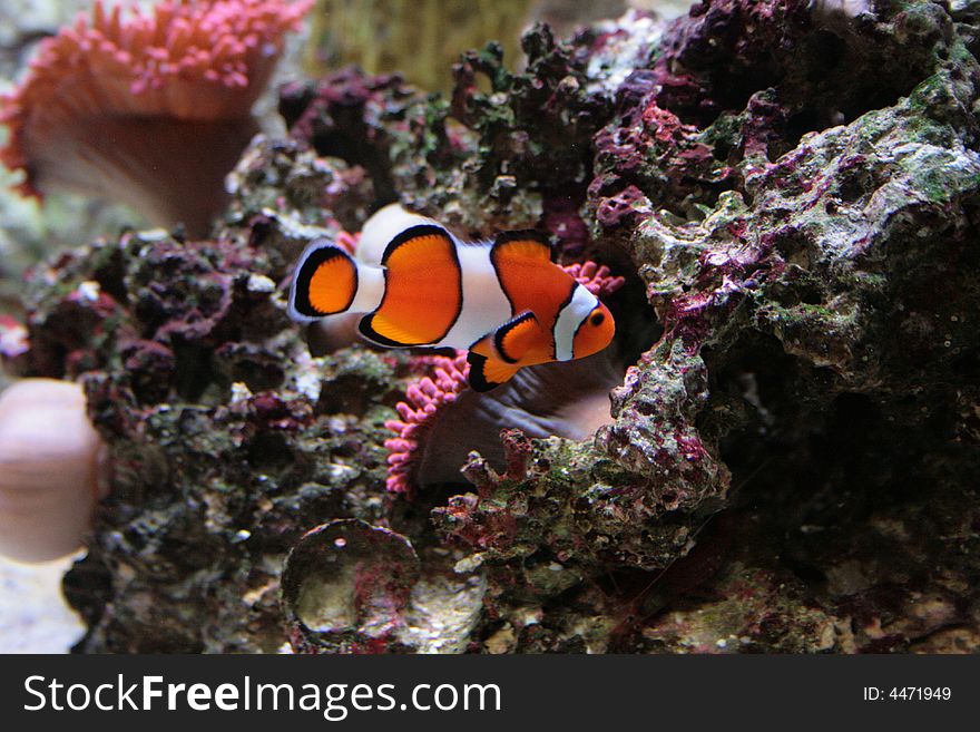 True Percula Clown Fish saltwater aquarium orange white anemone nemo