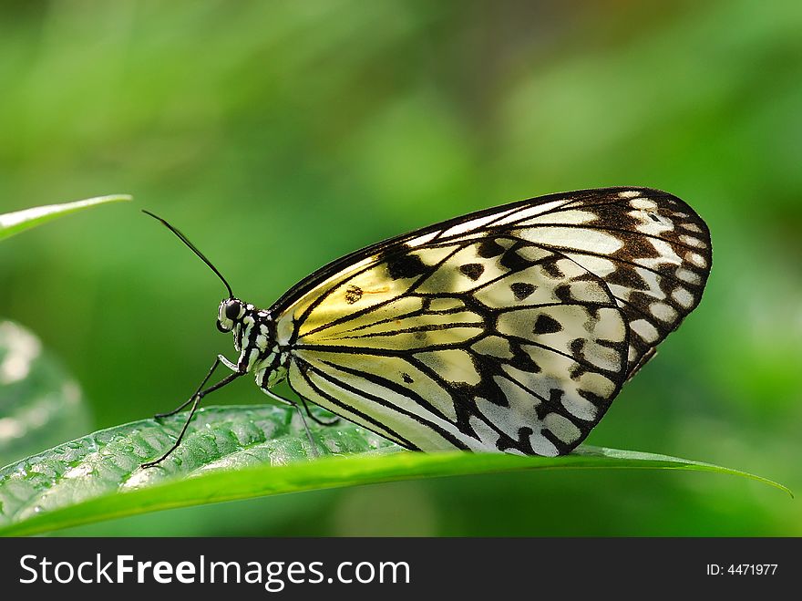 Nymph Butterfly