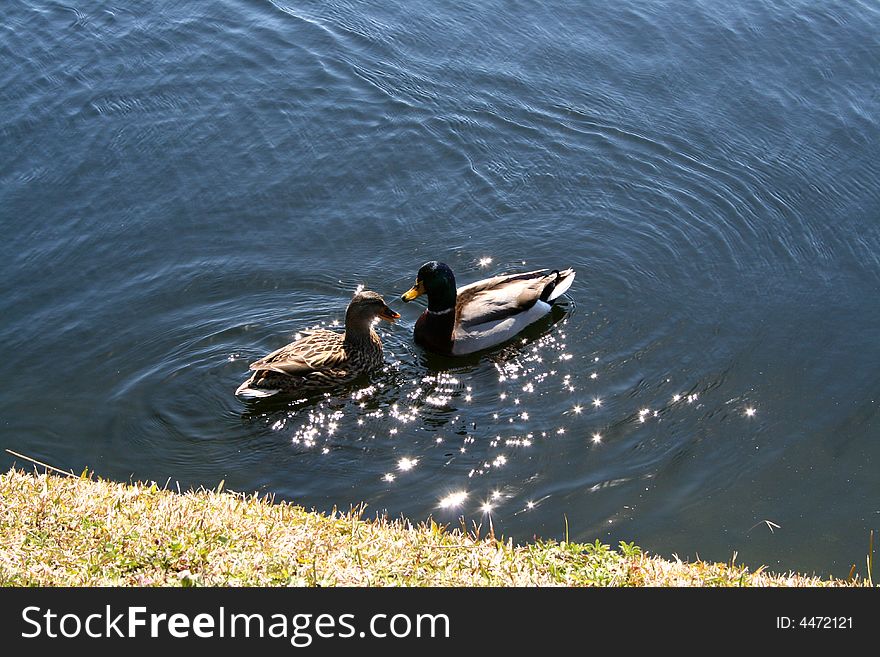 Male and female mallard ducks face to face in water.