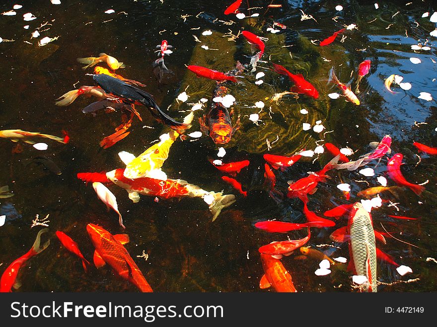 Koi Fish Pond