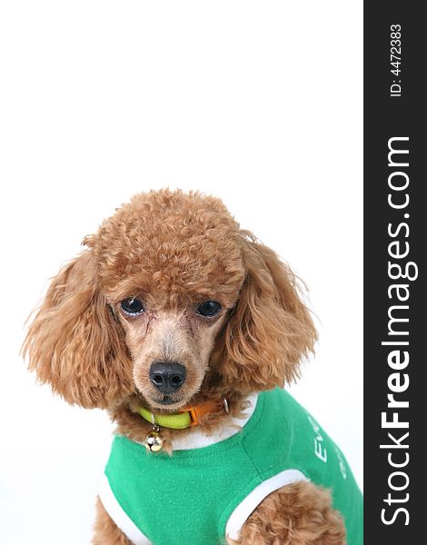 Brown toy poodle in classic poodle cut in green shirt