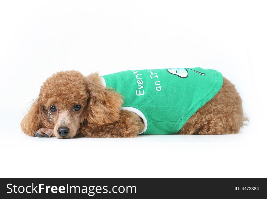 Brown toy poodle in classic poodle cut in green shirt