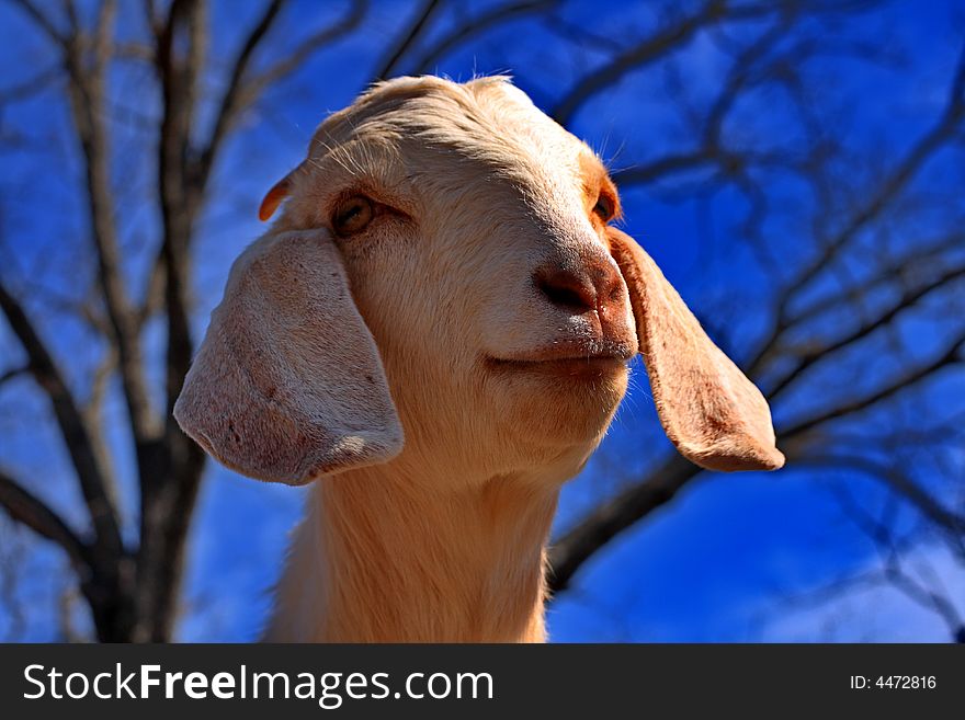 Cute white Boer goat against a blue sky