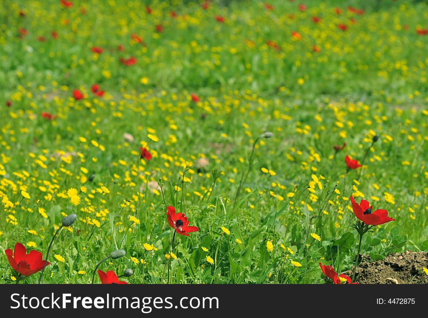 Spring flowering on the field of windflowers