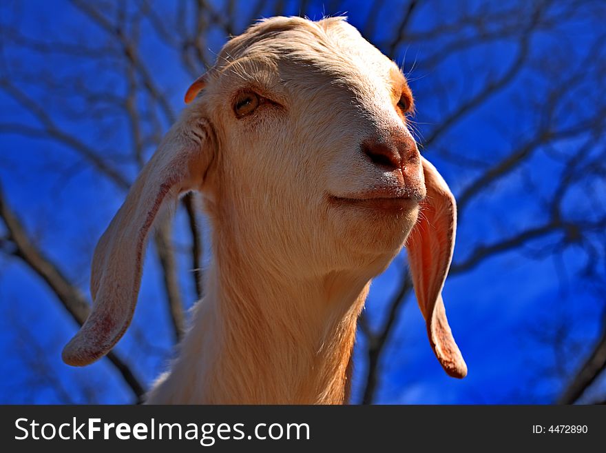 Friendly White Boer Goat