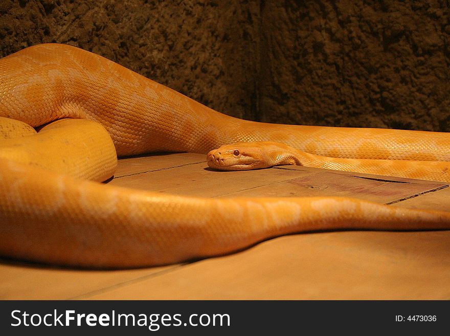 A big albino boa in the zoo which was named golden snake. A big albino boa in the zoo which was named golden snake