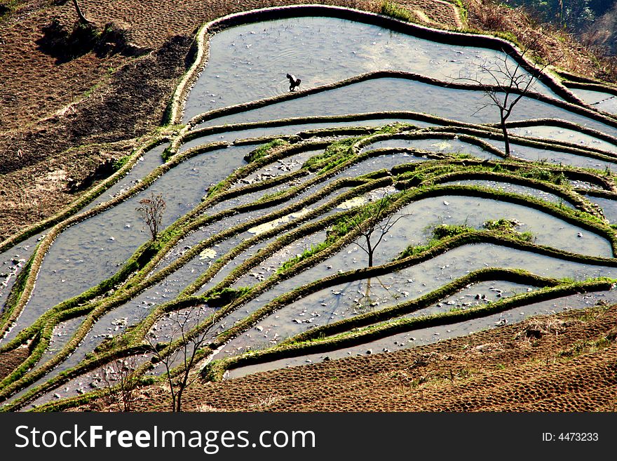 Local plantation of the rice terrace in yuanyang, yunnan,china, a farmer working. Local plantation of the rice terrace in yuanyang, yunnan,china, a farmer working.