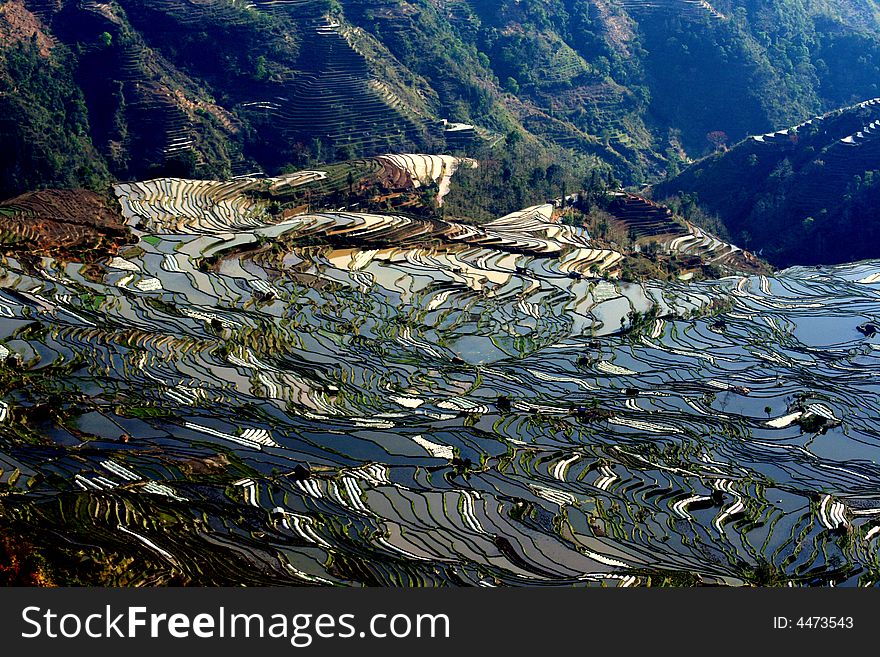 Local plantation of the rice terrace in yuanyang, yunnan,china. Local plantation of the rice terrace in yuanyang, yunnan,china