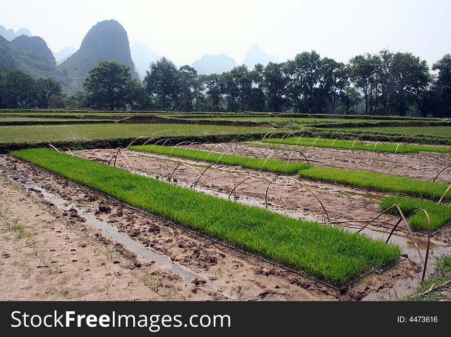Green rice paddy field line upon line in a traditional asia rural view. Green rice paddy field line upon line in a traditional asia rural view