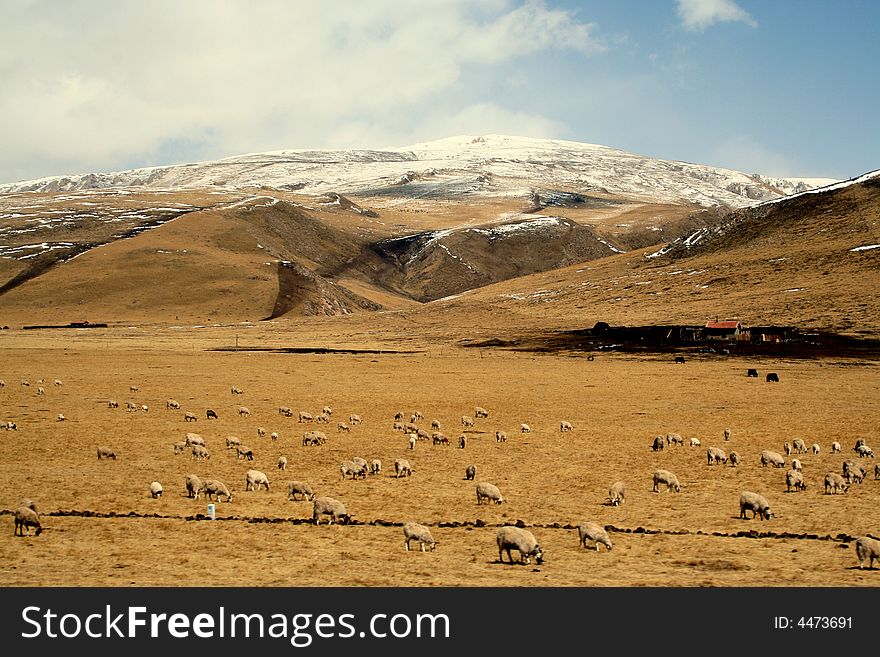 At gansu province, a view of sheep flock under the snow mountains