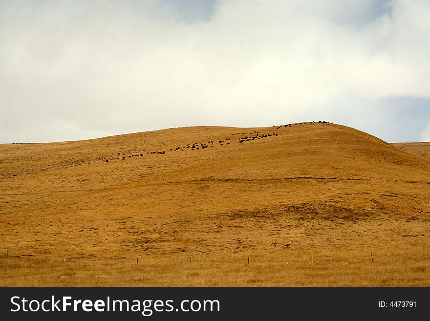 Yak Flock On The Golden Meadows