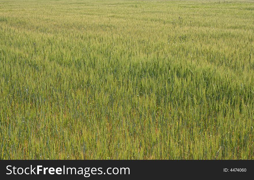 The green wheat field textured photo. The green wheat field textured photo