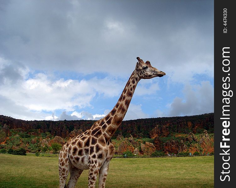 Detail of giraffe (Giraffa camelopardalis) colours