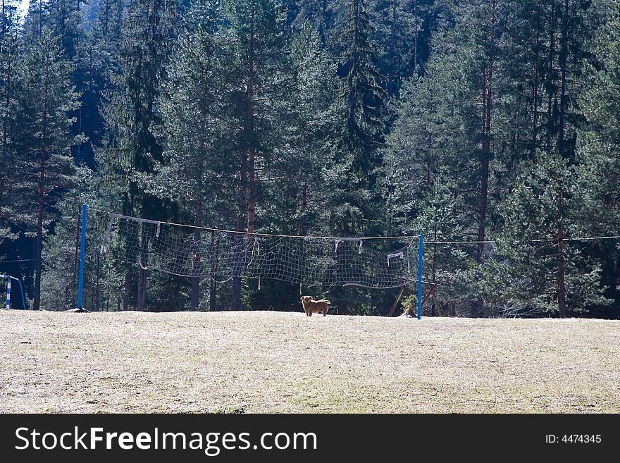 Dog at the sport volleyball field in the nature. Dog at the sport volleyball field in the nature