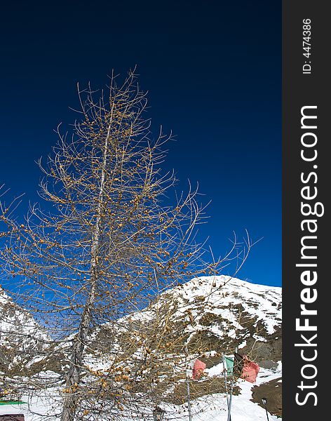 LaThuile, Snow, trees and slop