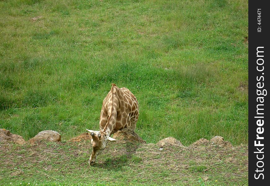 Giraffe (Giraffa camelopardalis) browsing a grass. Giraffe (Giraffa camelopardalis) browsing a grass