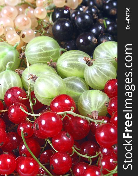 Fresh red, white, black currants and gooseberry. Fresh red, white, black currants and gooseberry