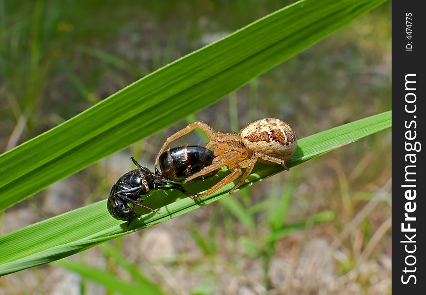 A close up of the small spider on grass with caught ant. South of Russian Far East. A close up of the small spider on grass with caught ant. South of Russian Far East.