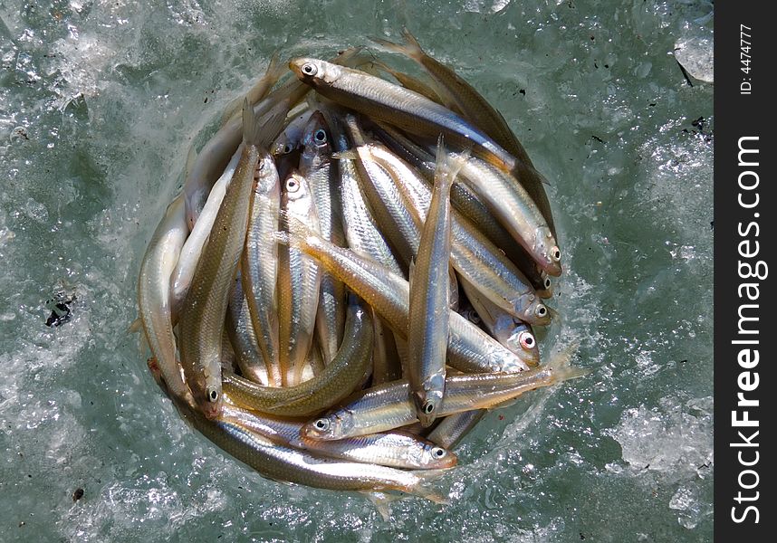 A winter fishing of a smelt. A close-up of a catch of fish on ice. Russian Far East, Primorye. A winter fishing of a smelt. A close-up of a catch of fish on ice. Russian Far East, Primorye.