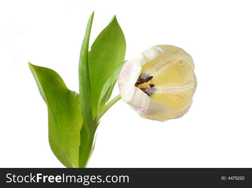 White tulip flower isolated over white background