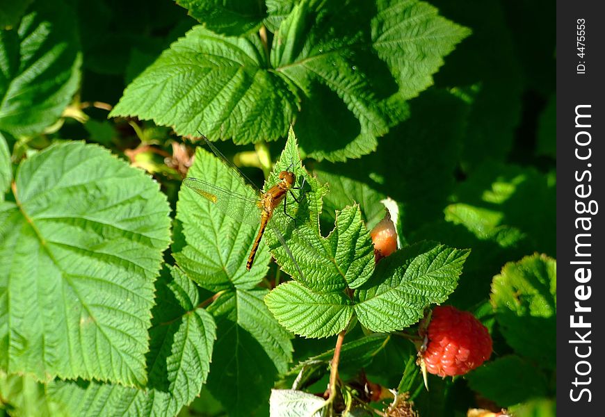 Dragonfly close up,dragonflies are also called snake doctor,devils darning needle and mosquito hawks and they eat mosquitos blackflies and other small insects,and they do not bite or sting humans but they will bite in order to escape. Lunenburg County Nova Scotia Canada