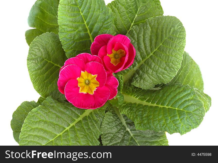 Pink primrose in a pot