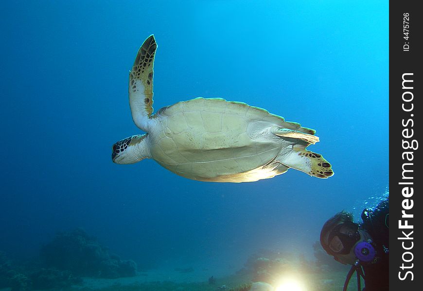 Turtle and Diver with light in Red Sea	. Turtle and Diver with light in Red Sea