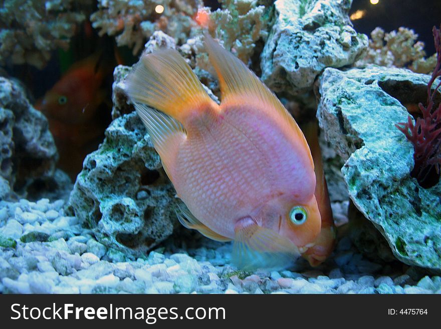 Golden fishes in aquarium with reefs