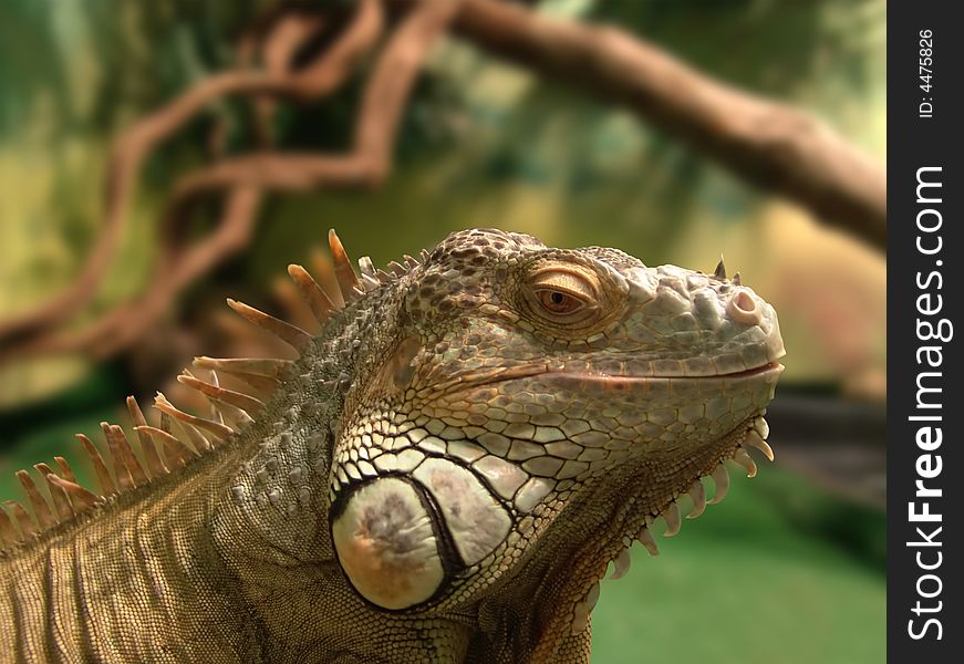 Iguana in terrarium with clipping path. Close-up. Macro.