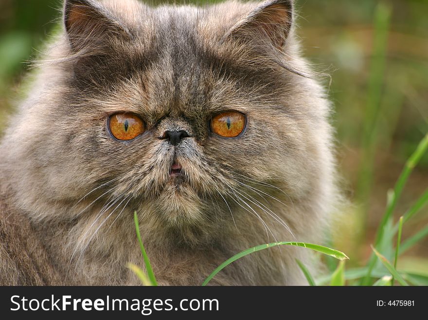 Grey cat on a background of a green grass