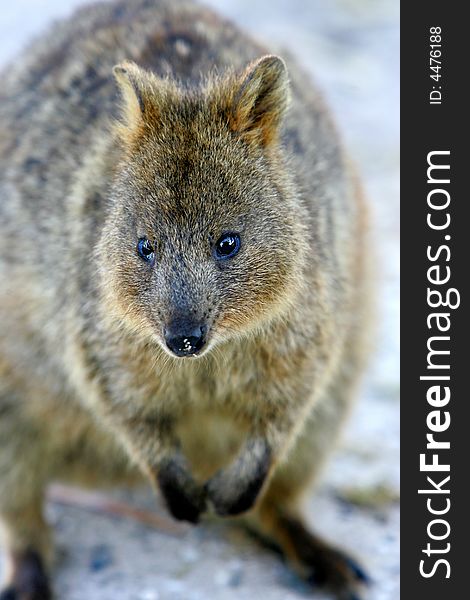 Australian Quokka