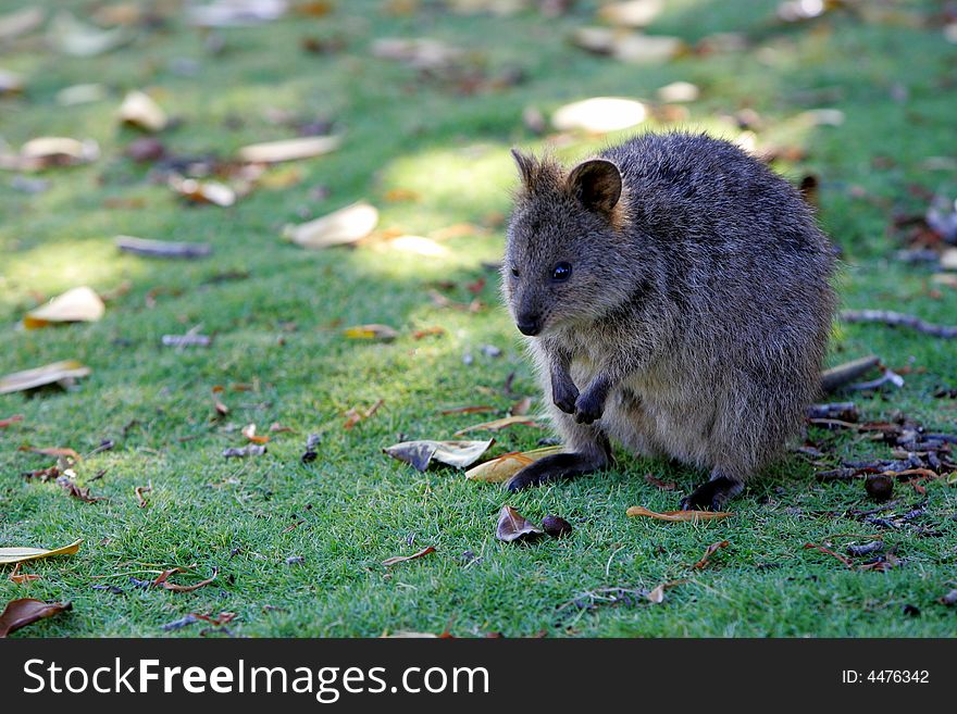 A shot of an Australian Quokka in the wild