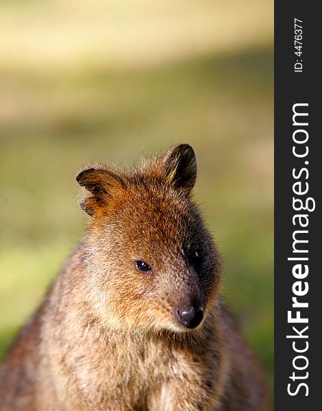 A shot of an Australian Quokka in the wild