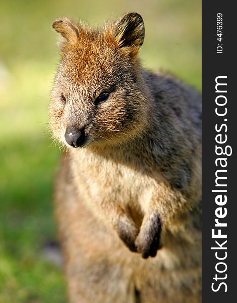 Australian Quokka