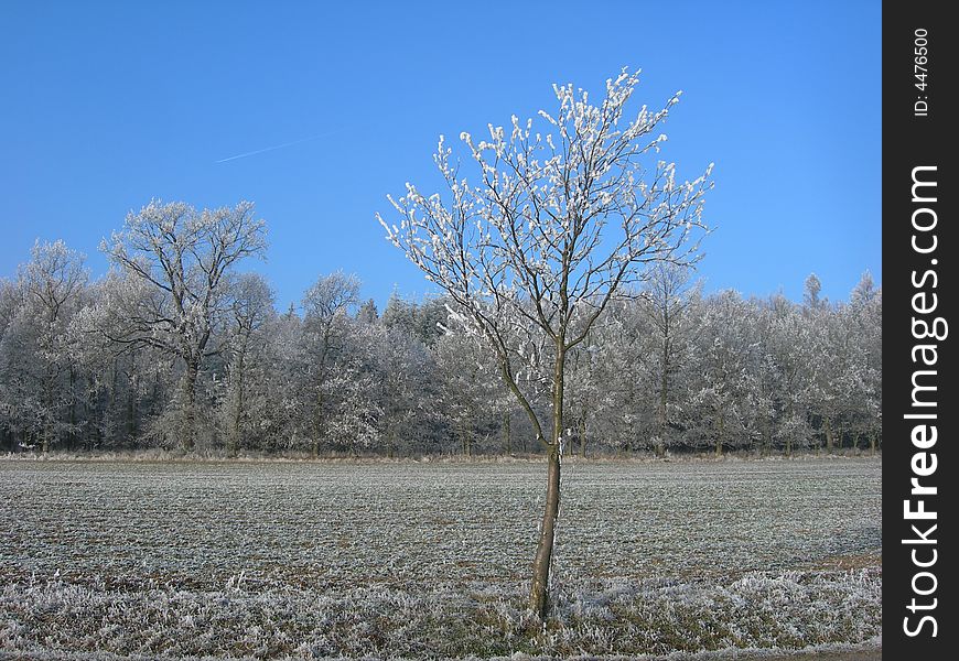 Field in the country is covered by snow and ice with a lonely tree. Field in the country is covered by snow and ice with a lonely tree