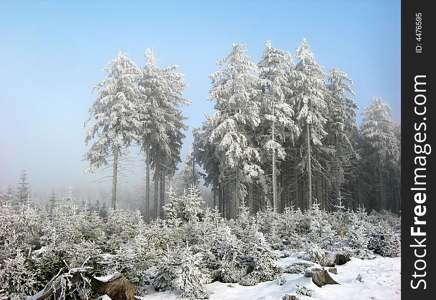 Forest in winter. Trees are heavily covered by snow. Forest in winter. Trees are heavily covered by snow.