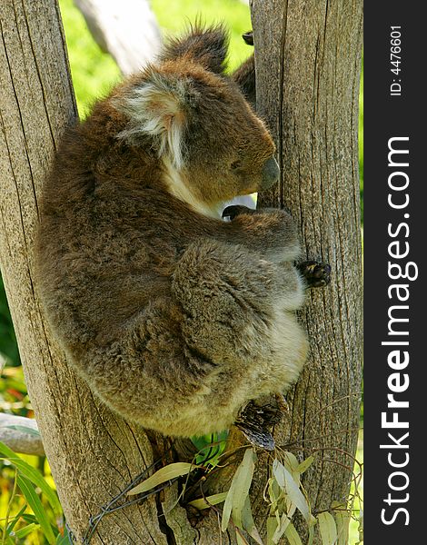 A shot of an Australian Koala in the wild