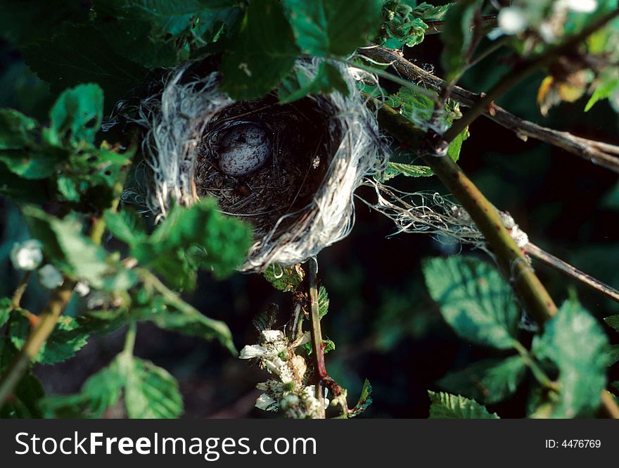 A lonely egg sitting in a nest unattended. A lonely egg sitting in a nest unattended