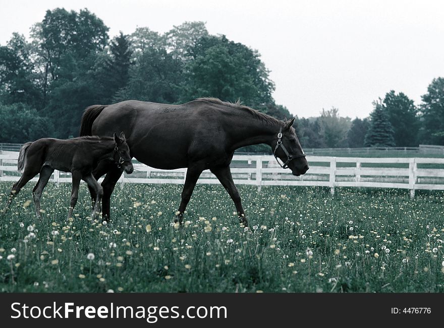 A mother horse guides her newborn through a field. A mother horse guides her newborn through a field