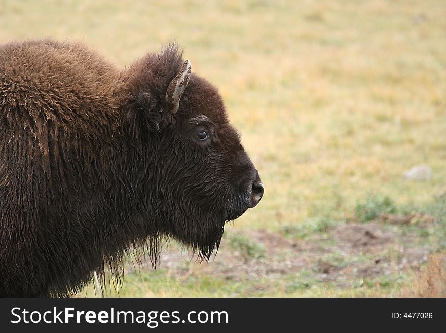 Head of bison in yellowstone. Head of bison in yellowstone