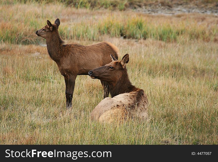Elk moder and her baby, Yellowstone NP
