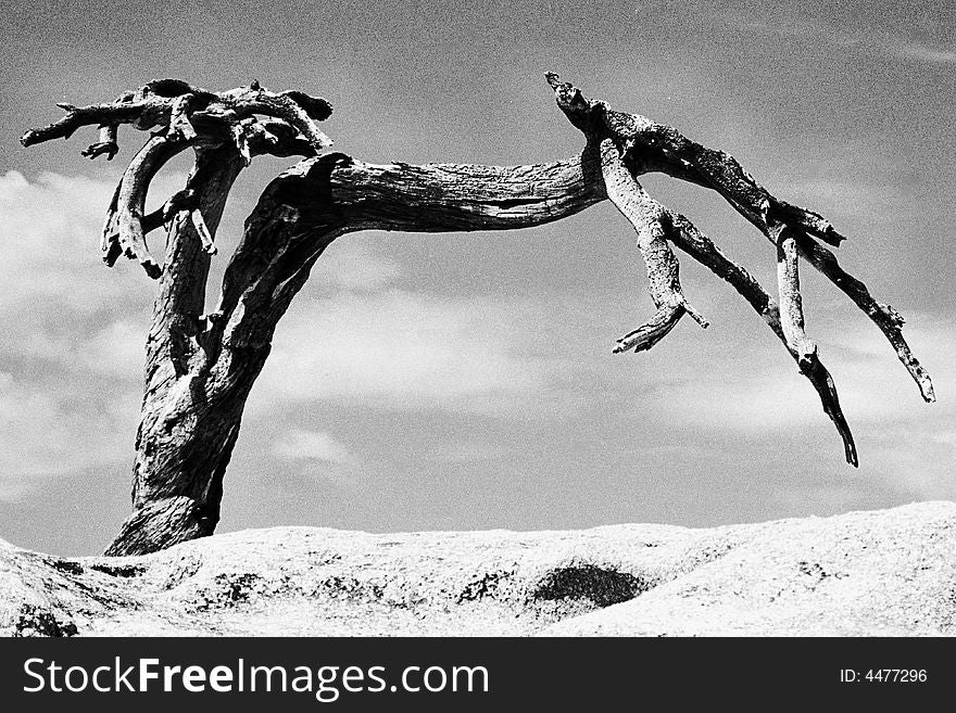 Jefferson Pine At Sentinel Dome