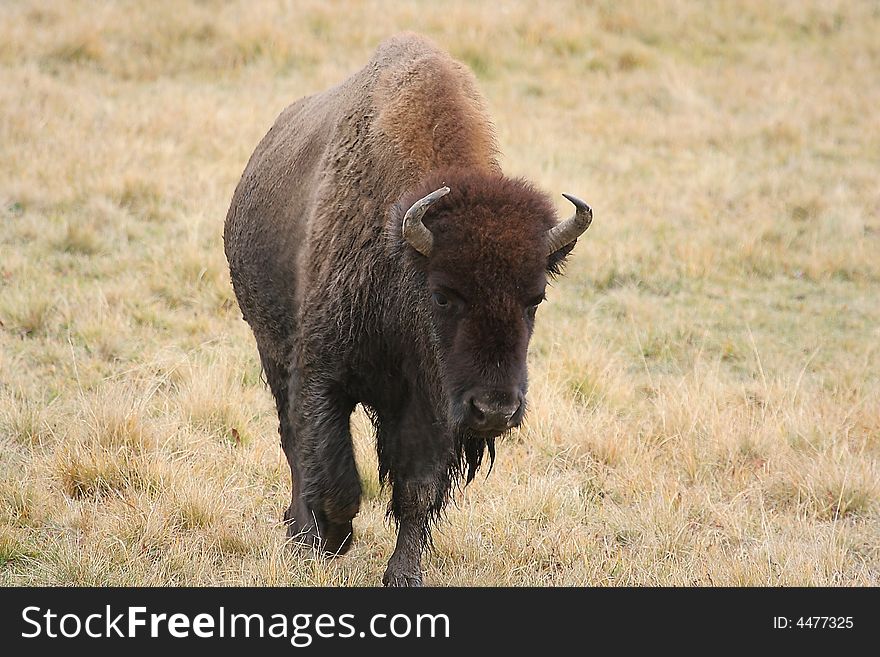 Bison- buffalo in grass field in Yellowstone. Bison- buffalo in grass field in Yellowstone